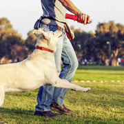 Interactive Toys Designed For Medium And Large Dogs